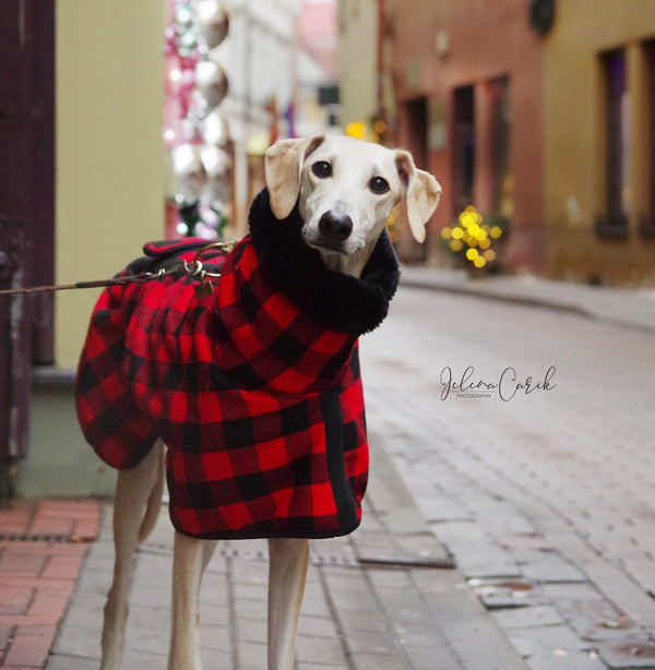 Abrigos Galgos