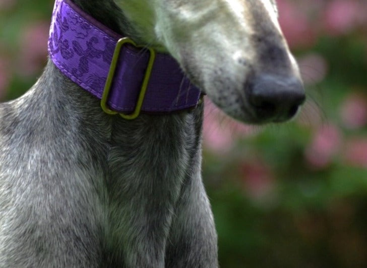 greyhound martingale