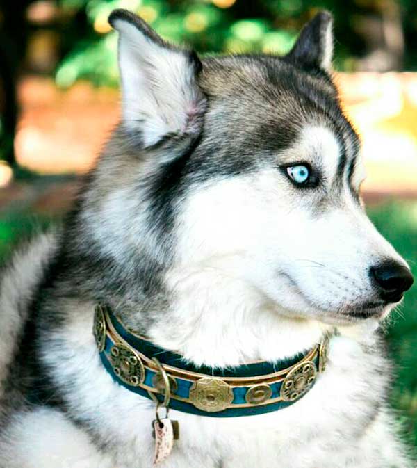 husky dog collars