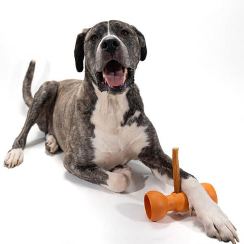 puppy getting ready to use a bow wow buddy