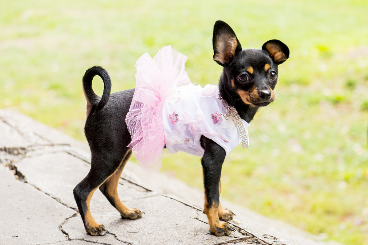 small dog