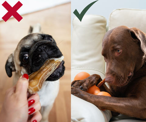 Right and wrong ways for dog chewing