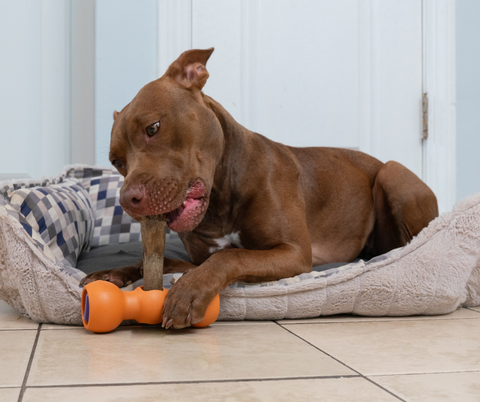 Dog chewing on chew in Bow Wow Buddy