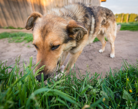 what happens if your dog eats grass