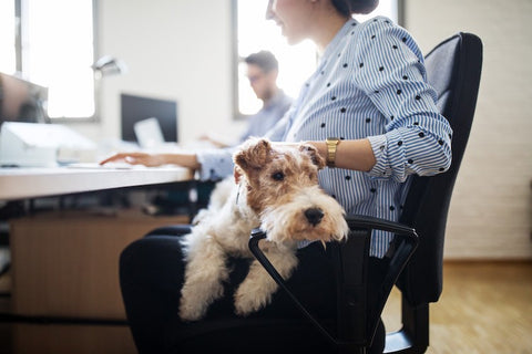 calm dog on woman's lap at the office with colleague in background