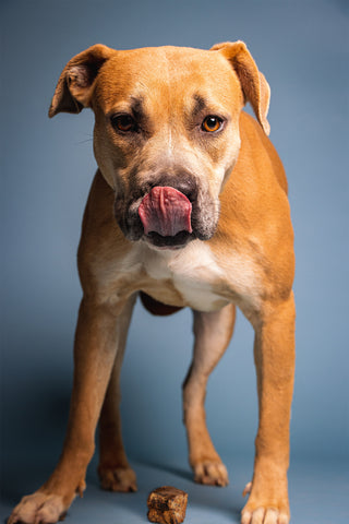 Brown and tan short-haired dog licking his nose, standing over Beef Lung Treat