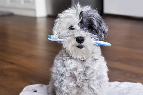 Cute dog carrying a toothbrush