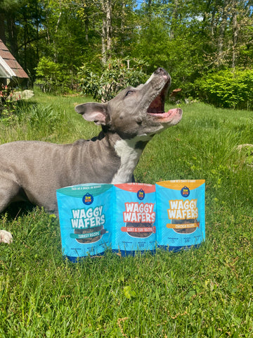 Grey and white dog catching waggy wafer treats. 