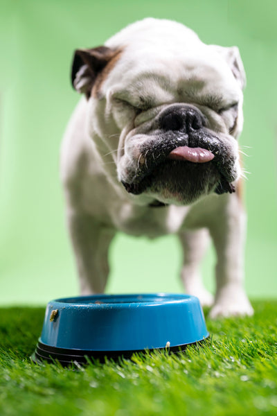 Fawn-colored bulldog eating something sour from a blue food bowl