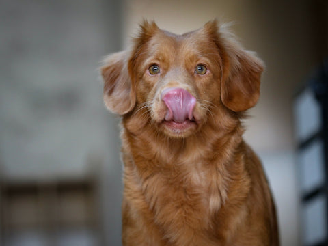 Honey-colored dog licking lips 