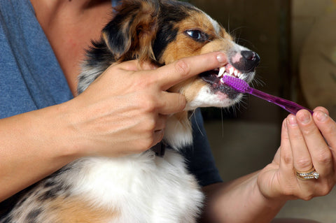 Woman holding dog's gum and brushing dog's teeth with toothbrush