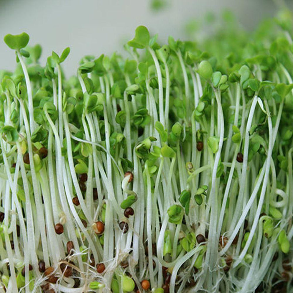 broccoli seed germination time