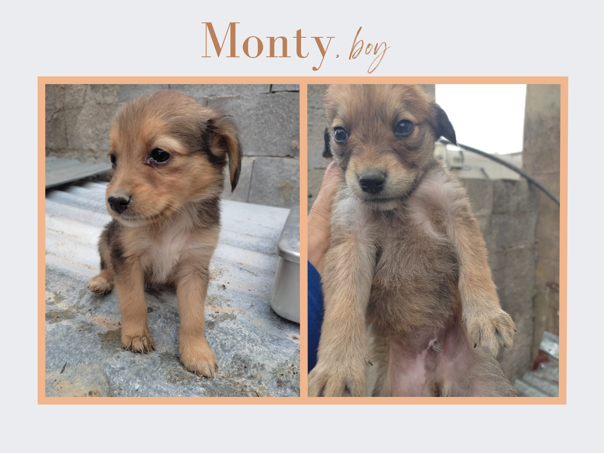 Hundewelpe Monty aus dem Tierheim retten