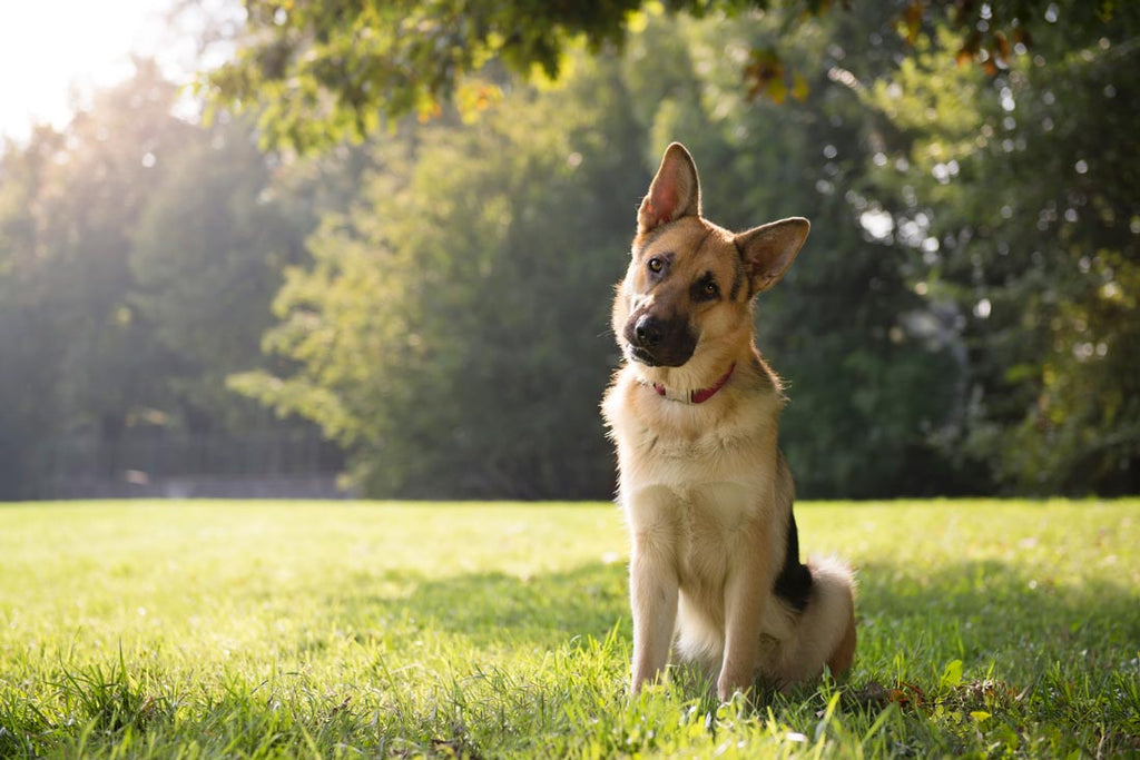 Image of a dog sitting outside in grass on a sunny day looking curious