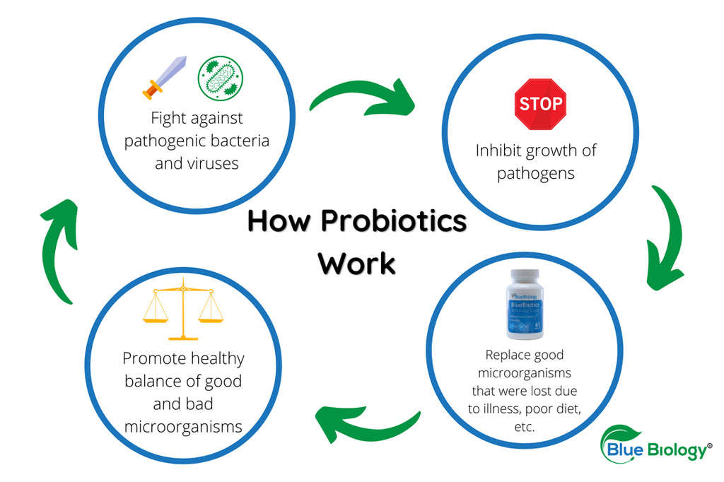 Diagram showing how probiotics work