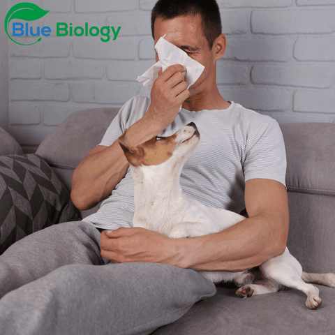 man sneezing allergies bluebiology logo