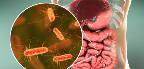 Bacteria within the digestive system diagram