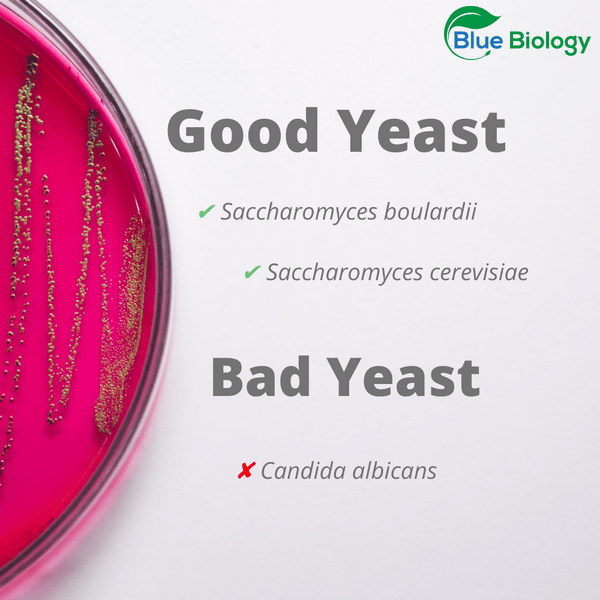 good yeast bad yeast bluebiology Saccharomyces boulardii candida Saccharomyces cerevisiae