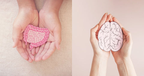 gut brain connection