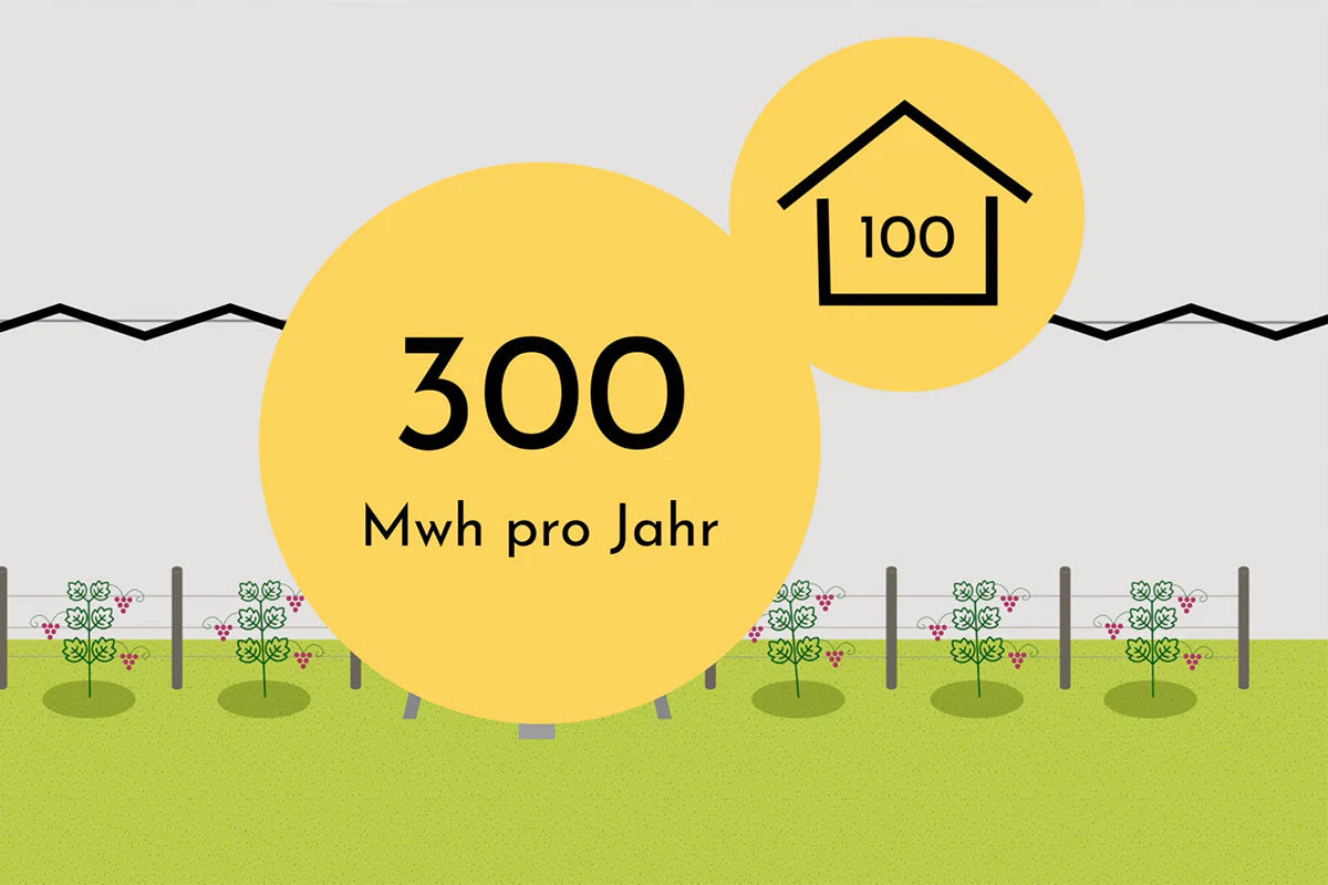 Agri-PV Projekt in den Reben – was ist der Stand?