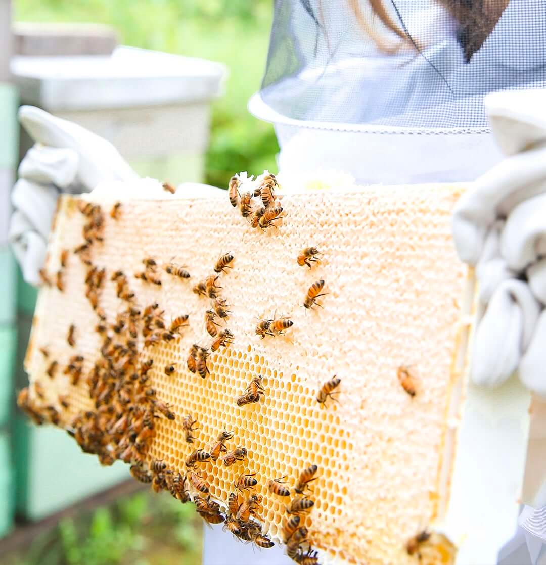 Bee Pollen, 5.2 oz, Beekeeper's Naturals