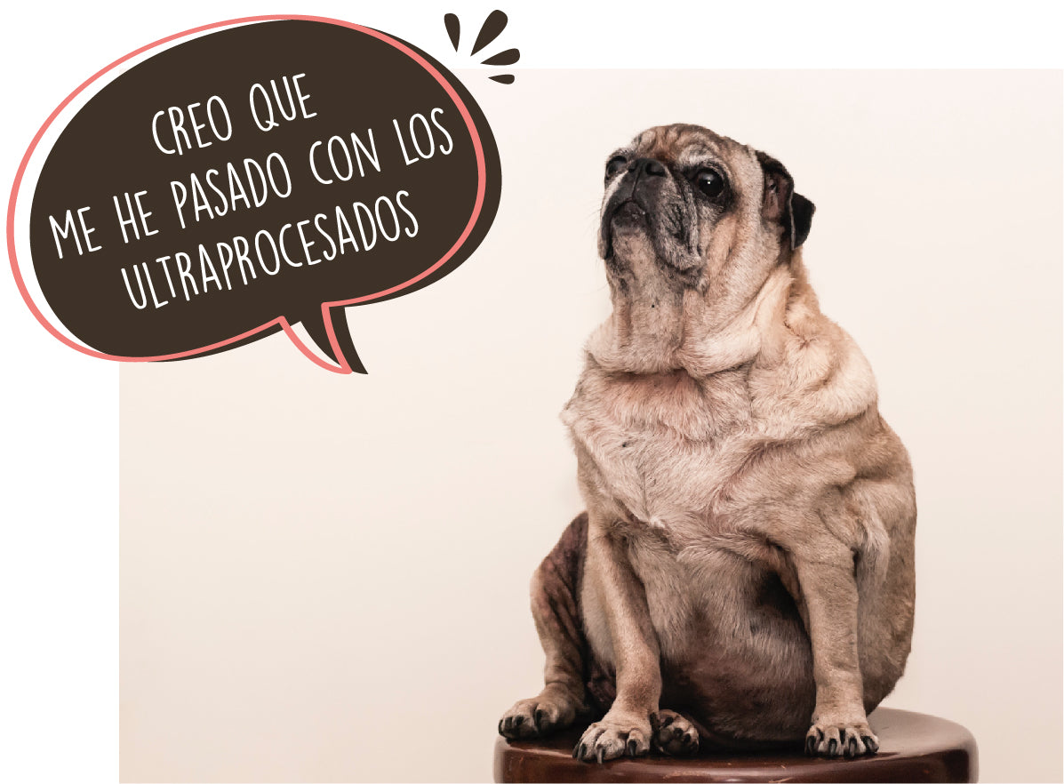 El problema actual de la alimentación de mascotas
