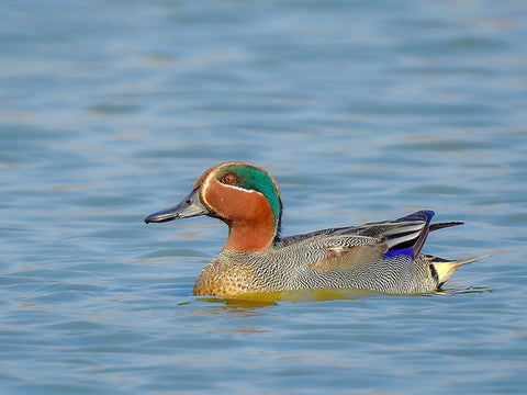 Eurasian teal bird