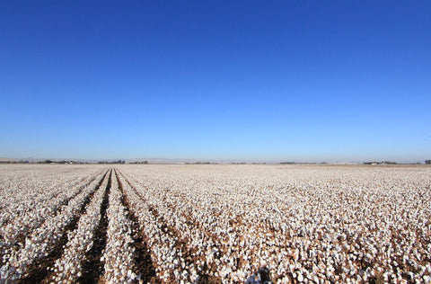 cotton fields supima cultivation