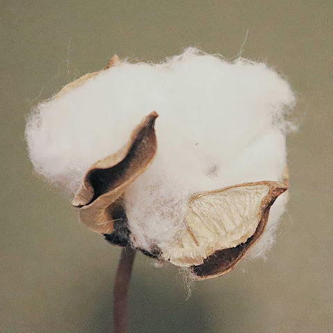 Cotton