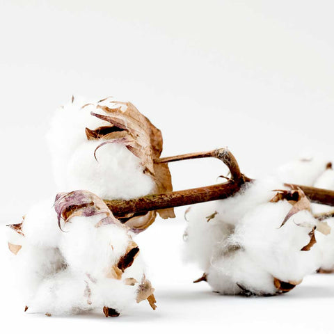 cotton seedpod fibers for mens shirting fabric