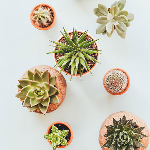 succulent plants collection