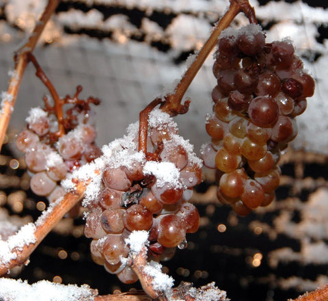 Grapes frozen on vine