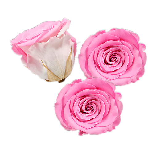 image of pink roses from farming