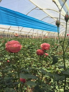 image of farm of magnificent roses describing how to preserve a rose