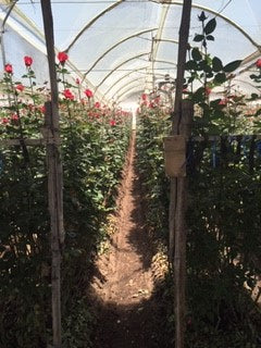 image of large farm roses