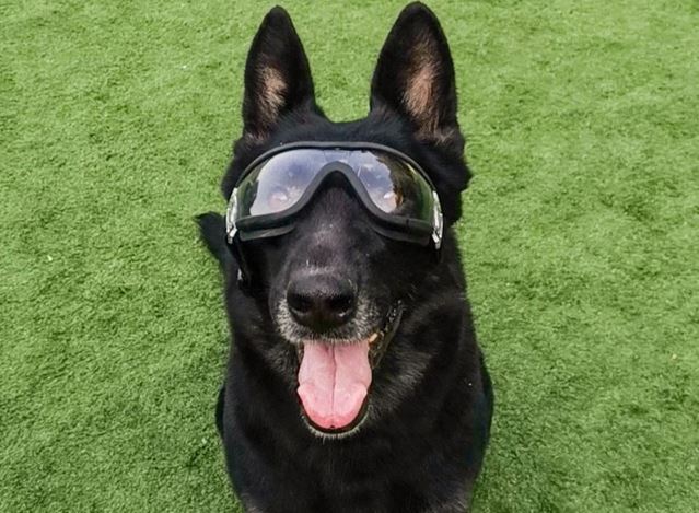 can dogs wear goggles