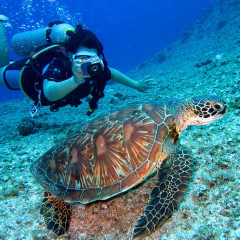 diver with sea turtle