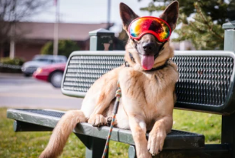 putting googles on a dog