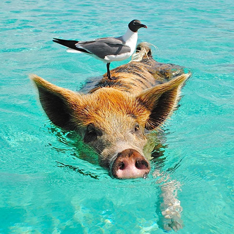 pig swimming needs a nose clip !