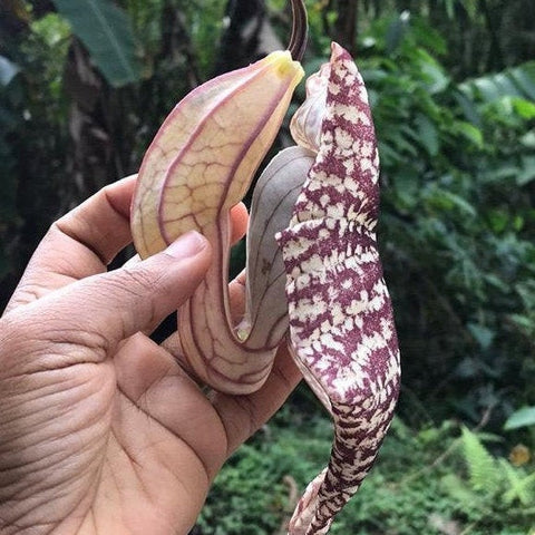 Duck flower/ aristolochia reticulata plant care 