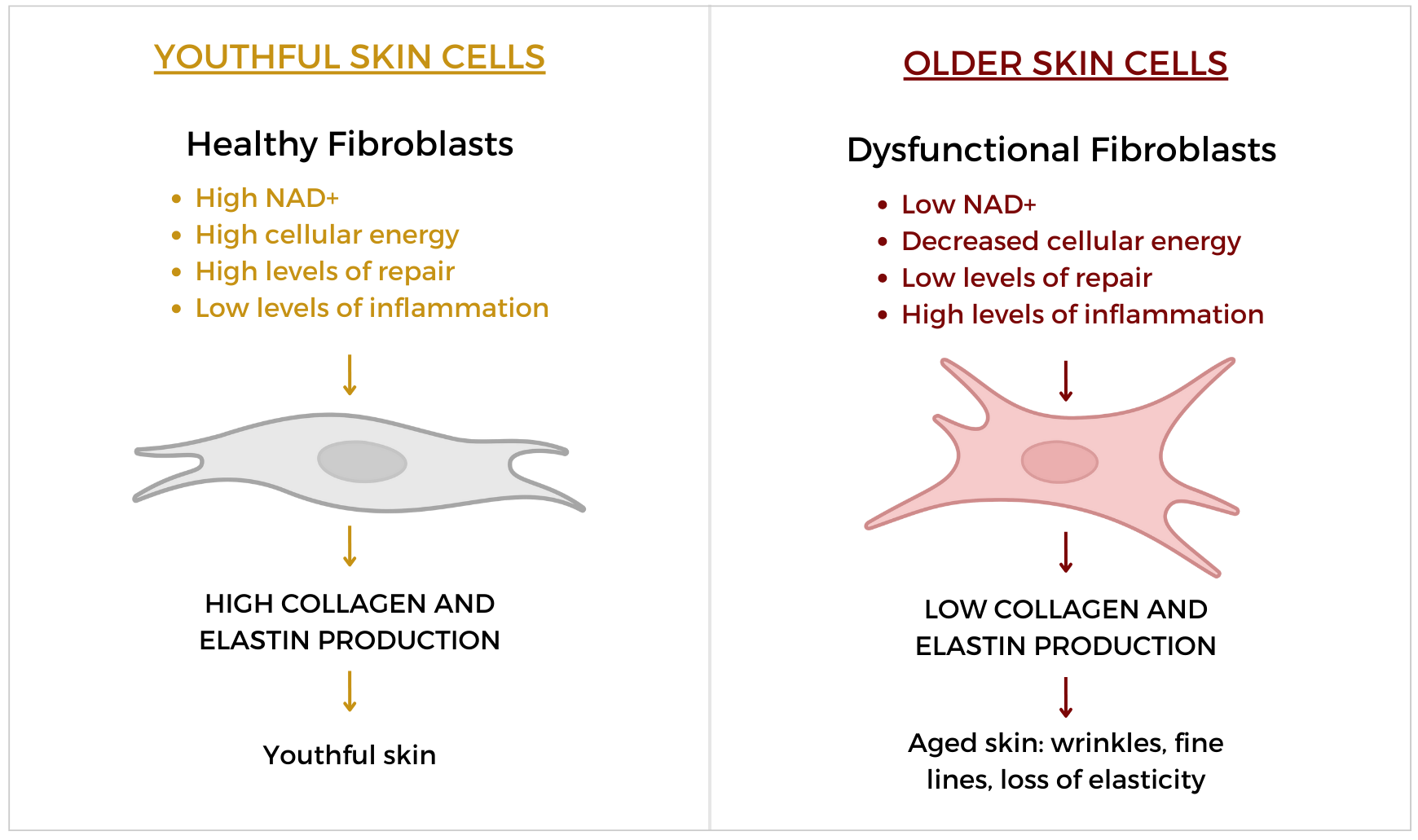 Skin aging