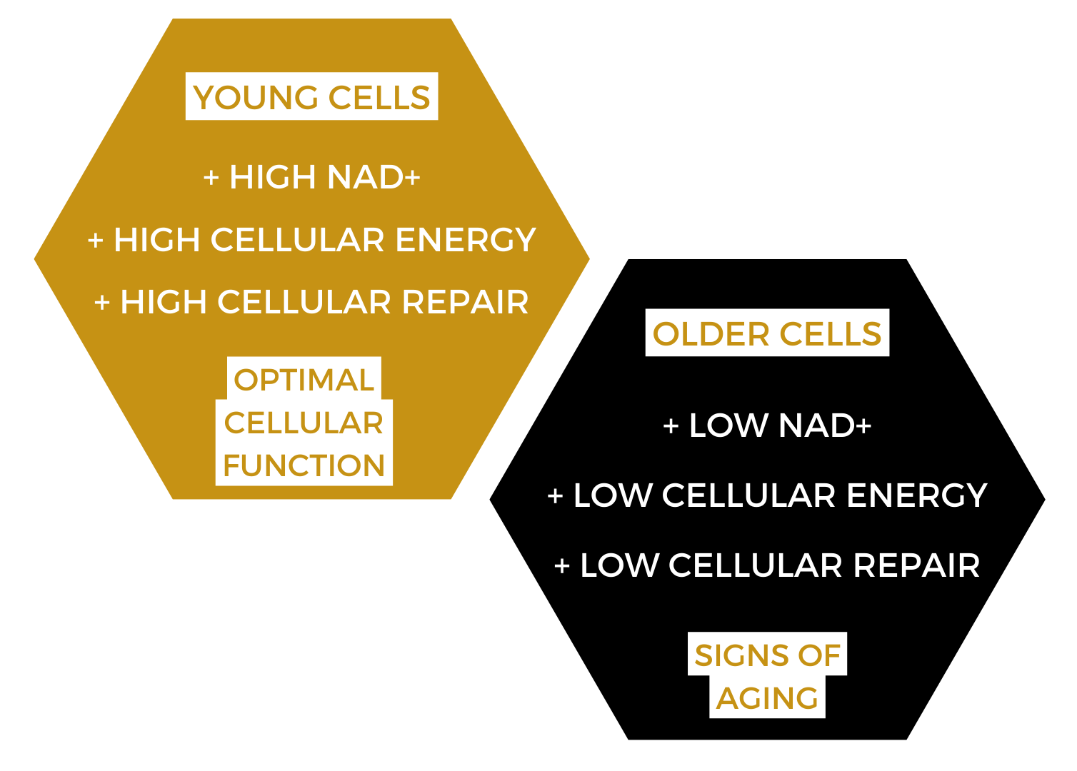 NAD decline drives cellular aging