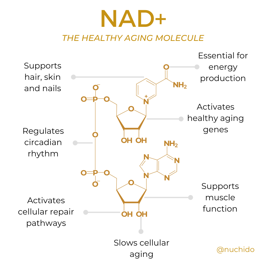 NAD+ the healthy aging molecule