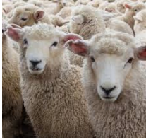 Your guide to merino wool