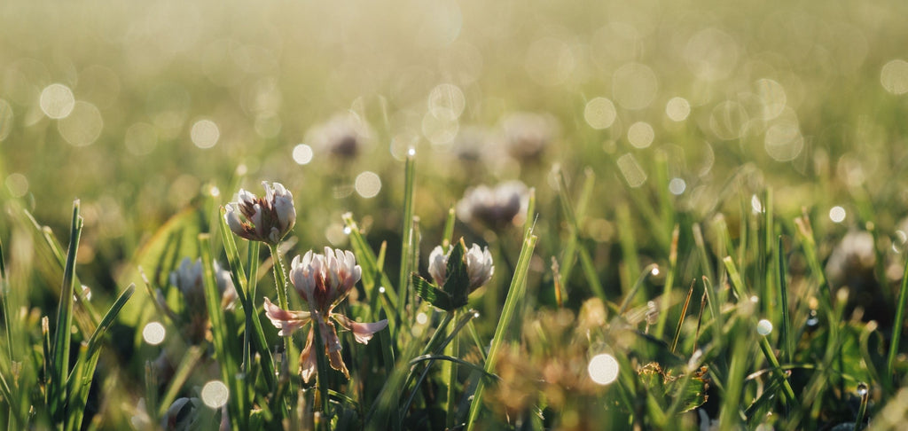 Image of dew on morning grass