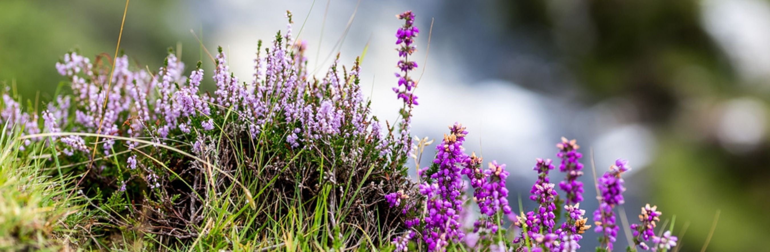Mountain Lavender | ARRAN Sense of Scotland