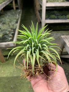 Tillandsia ionantha totem pole ex. RFI トレック販売店 www.nacm.jp