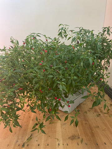 Growing Red Chillies in our Marrickville Office 