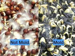 signs of mold on sprouts