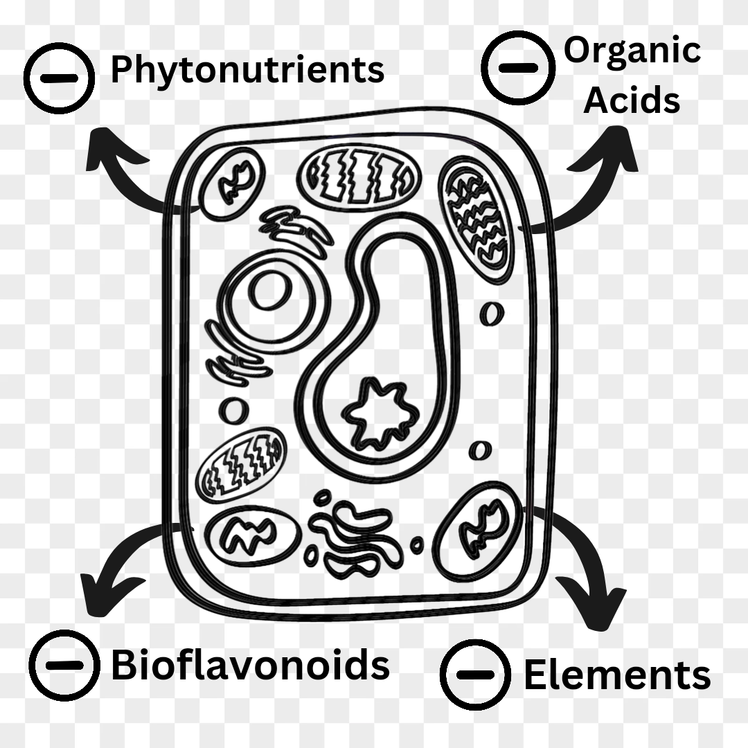 a representation of the cell and the way Acumullit SA Technology helps